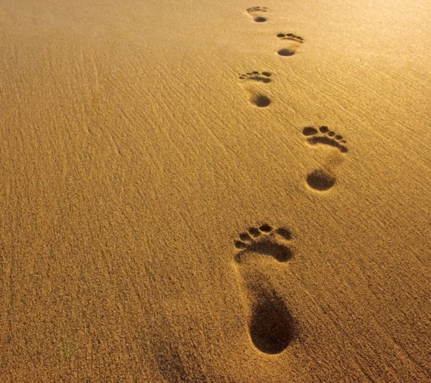 Top 90+ Pictures Footprints In The Sand Pictures Completed